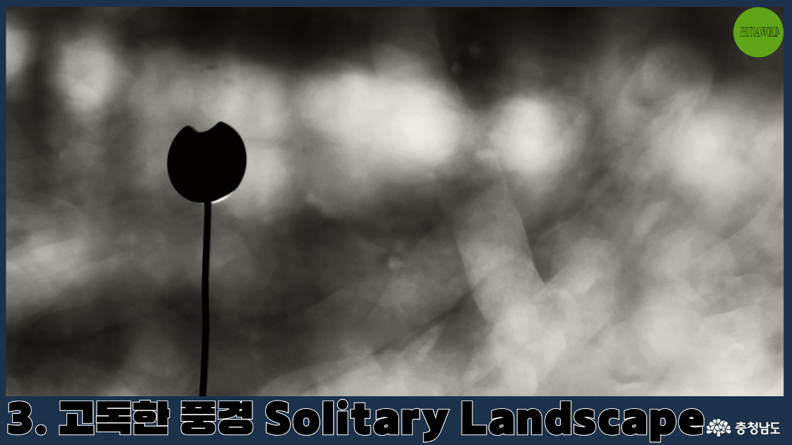 꽃이 아닌 것을 꽃으로 표현하였다. 흐린 하늘 아래 홀로 서 있는 가로등은 마치 한 송이 꽃처럼 고고하게 피어있었다. 구름 낀 배경과 어우러져 묘한 서정성을 자아내는 순간이었다.