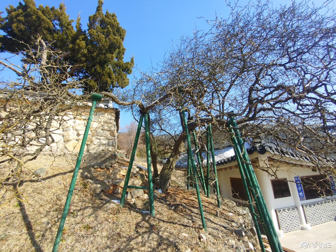 보호수 탱자나무