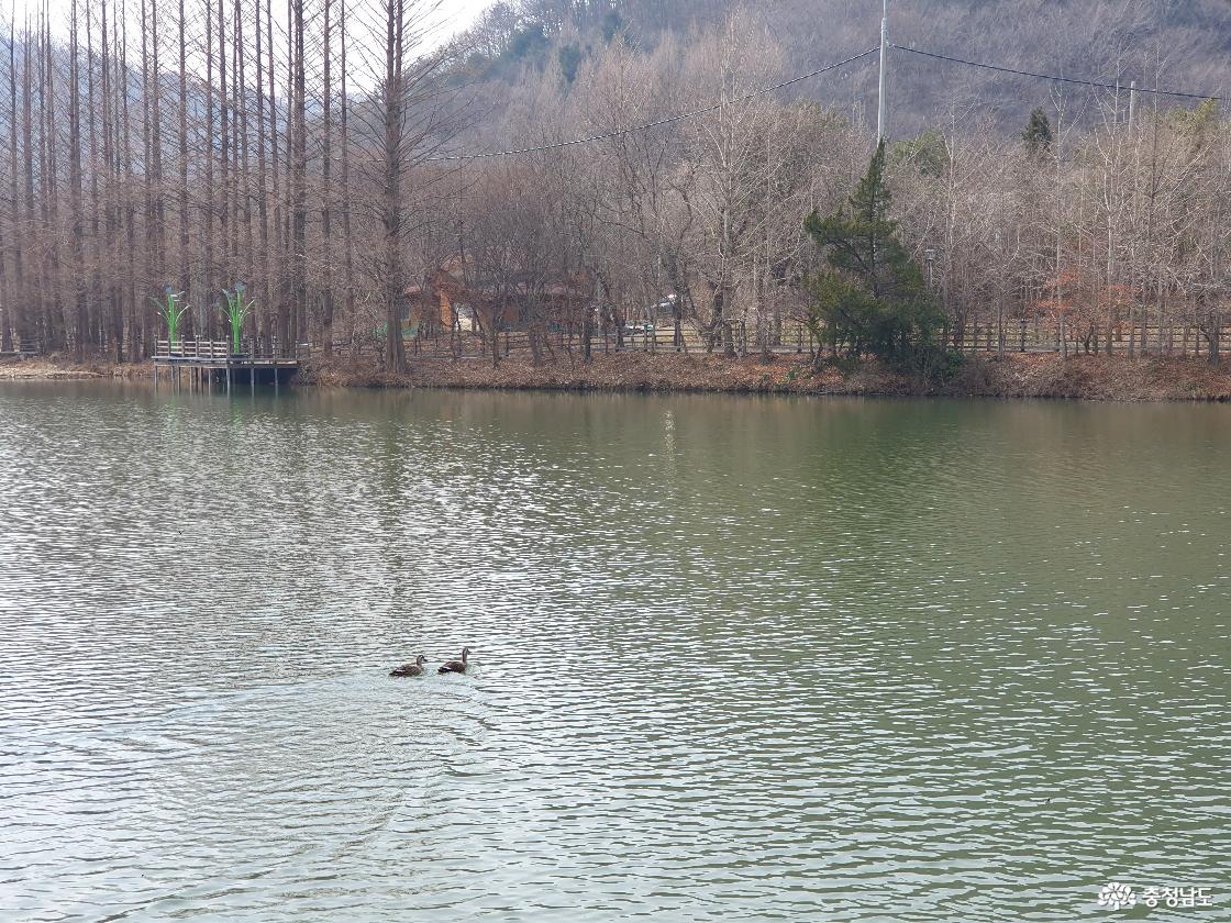 입암저수지 오리