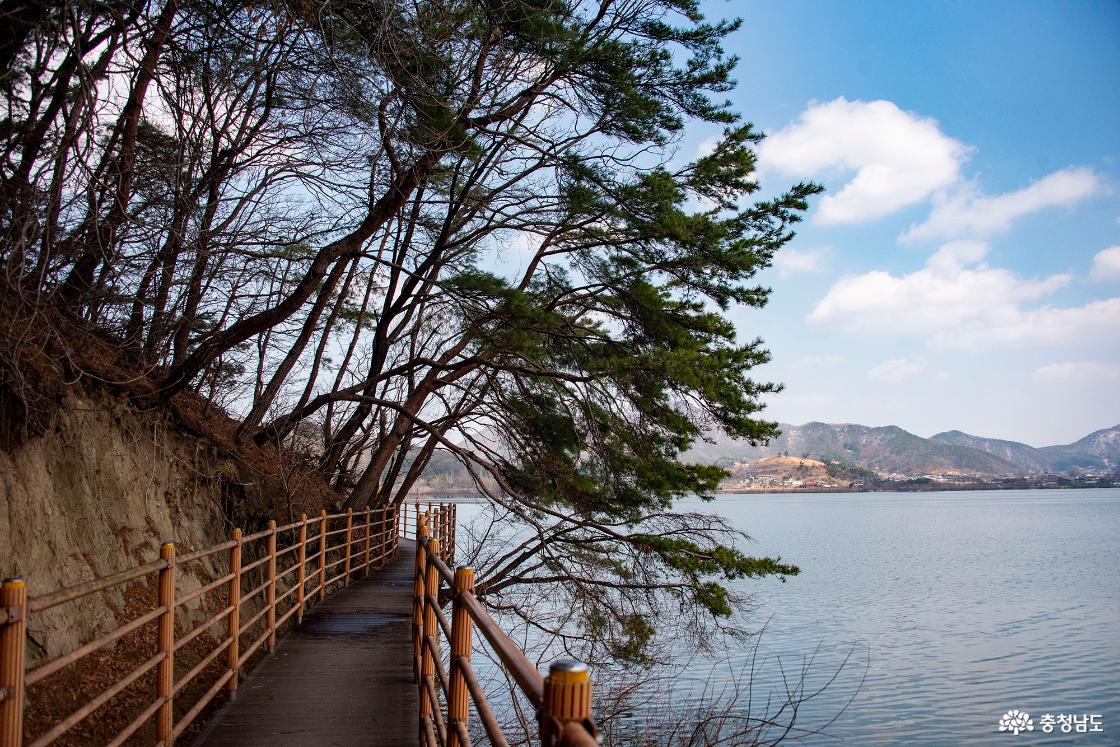 계룡저수지 산책로의 소나무들