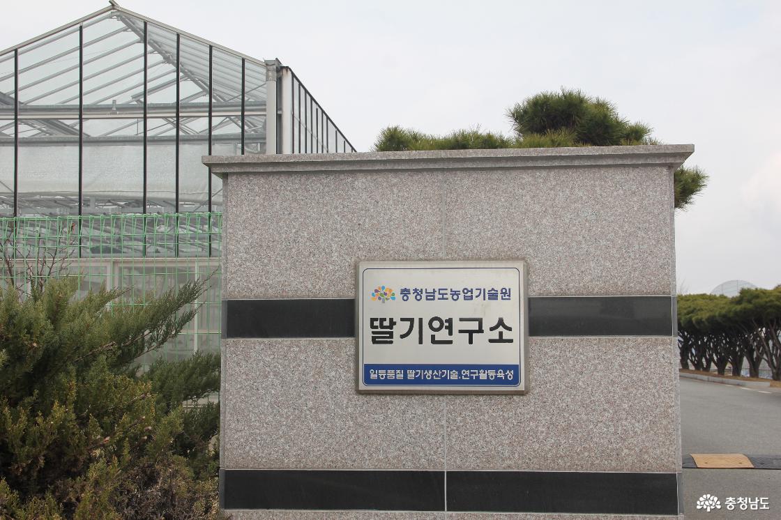 충남 딸기연구소 