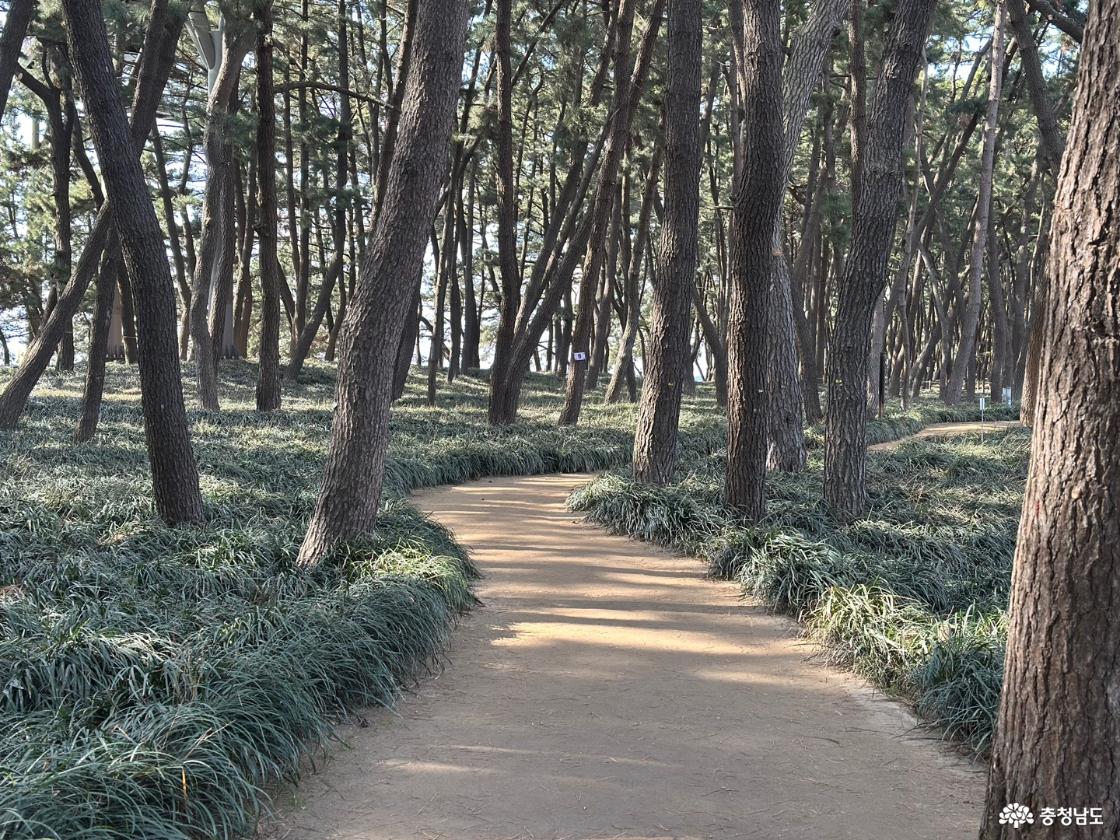 특히 여름에는 맥문동이 만개해 더 아름다워요.
