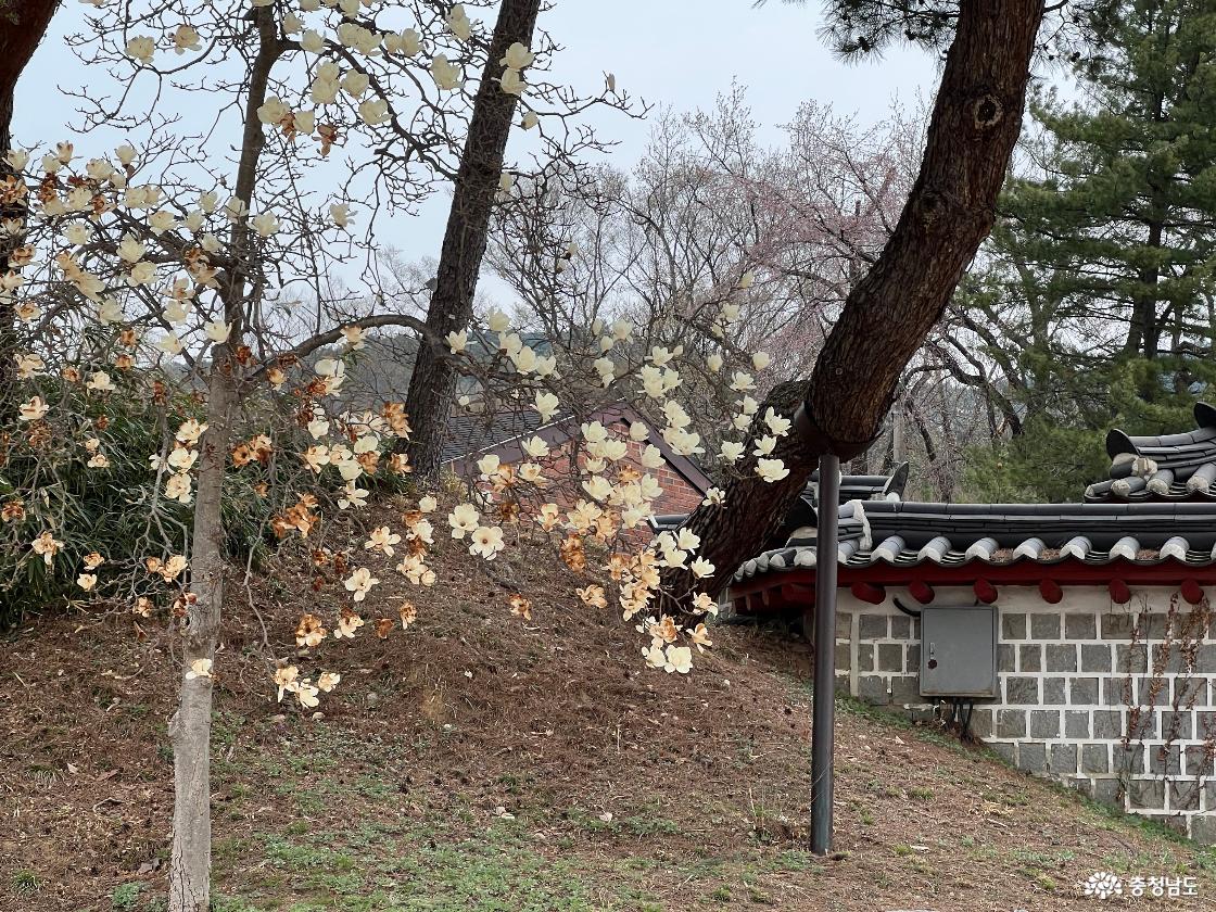 현충사 목련 개화상태