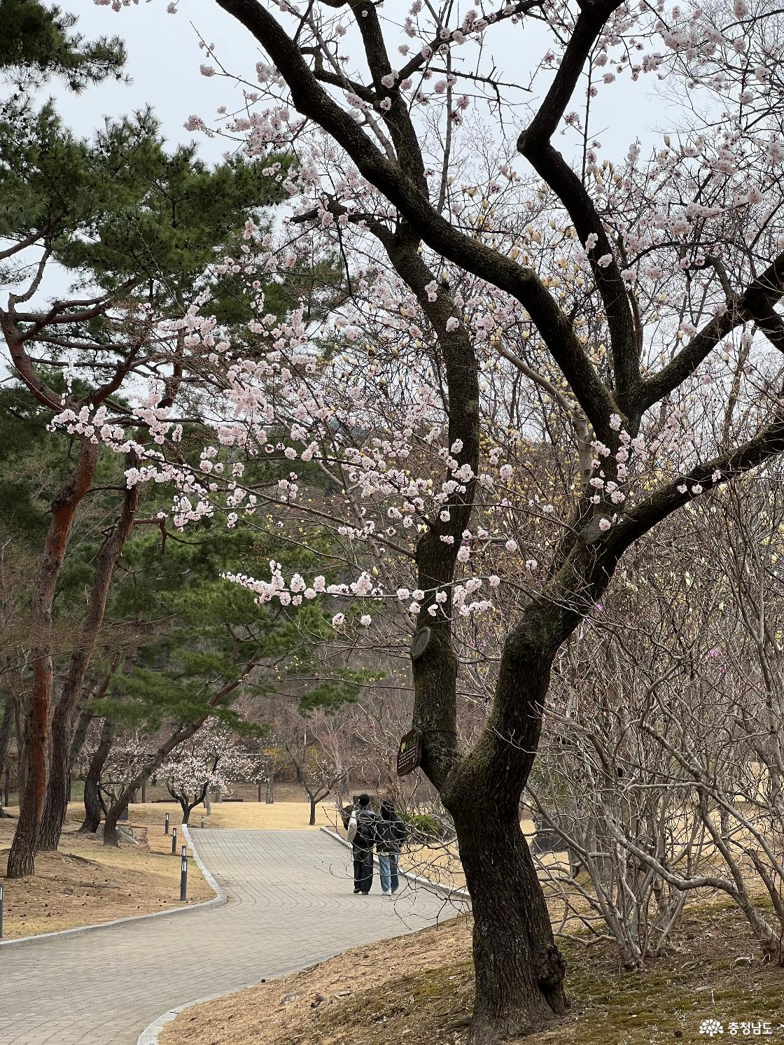 현충사 살구나무 꽃 개화상태