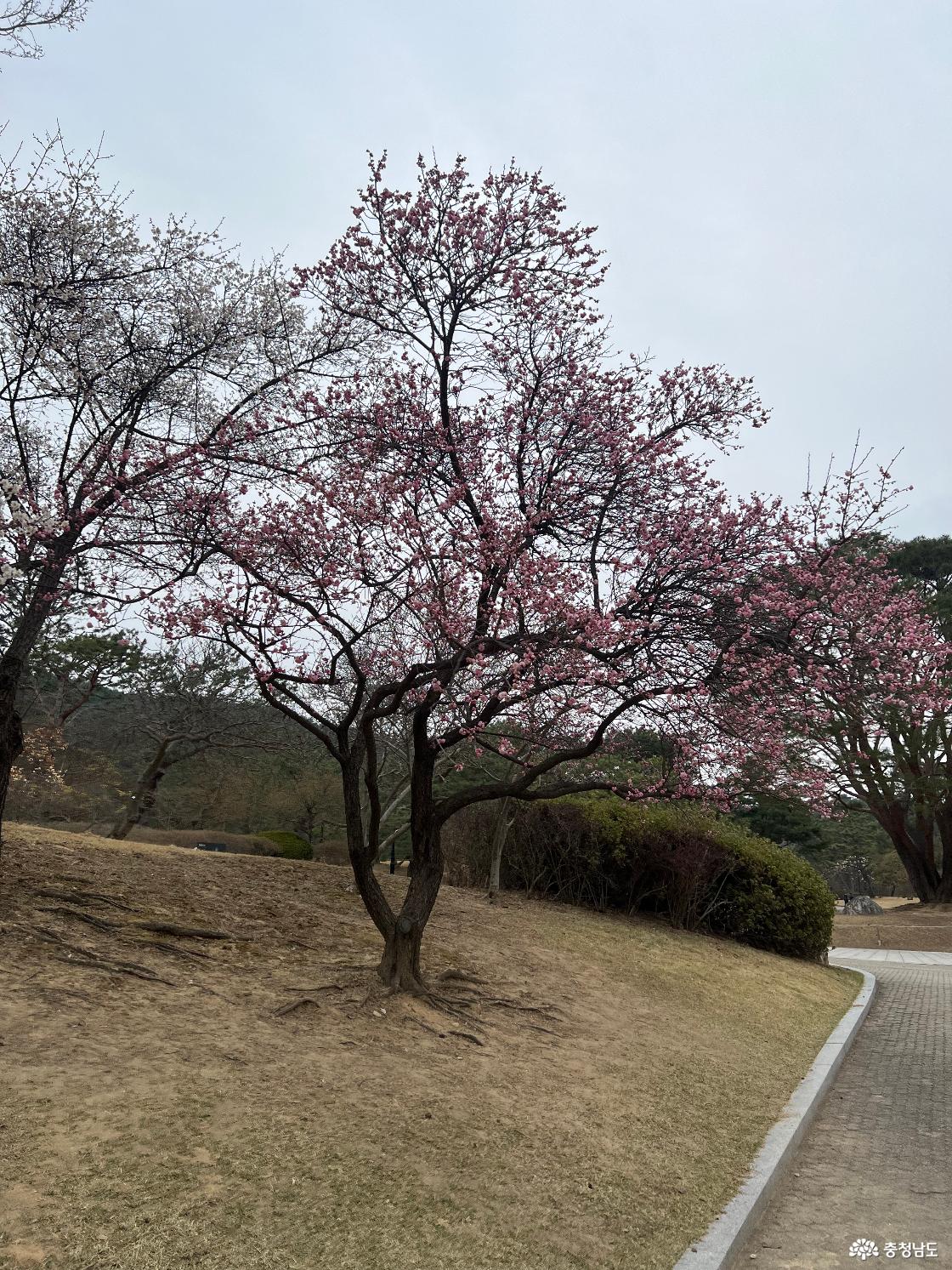 현충사 홍매화 개화상태 - 만개 후 지는 중