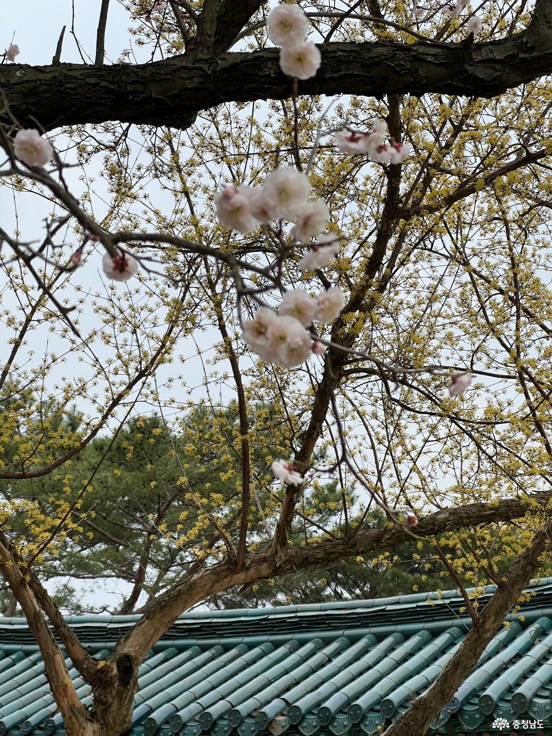 현충사 벚꽃 개화상태 - 초입