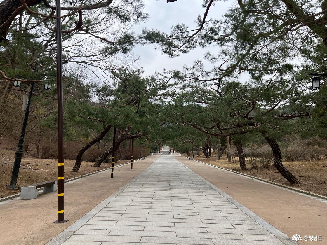 현충사 소나무길 우거진 소나무들