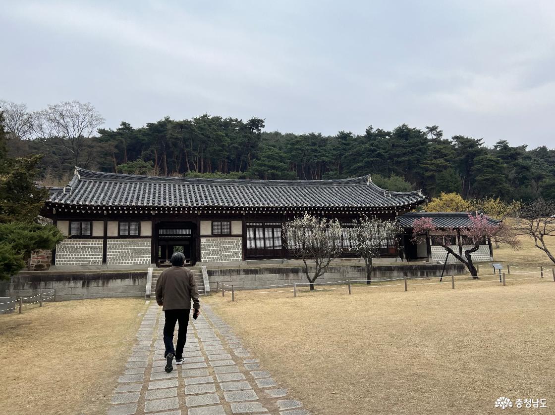 현충사 고택 앞 홍매화