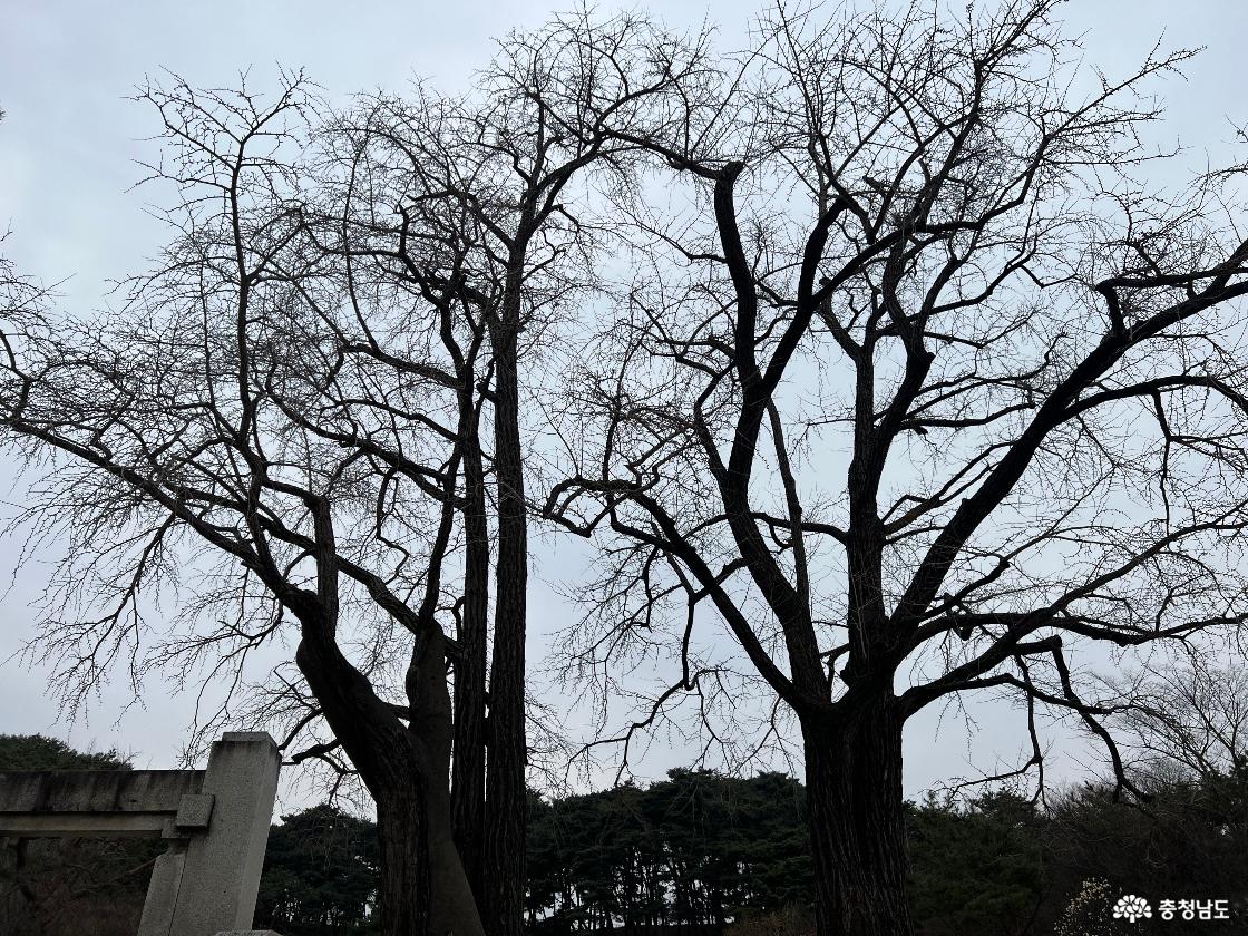 현충사 고택 근처 고목