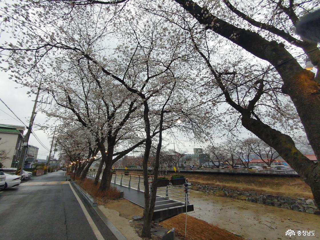 금산천 벚꽃