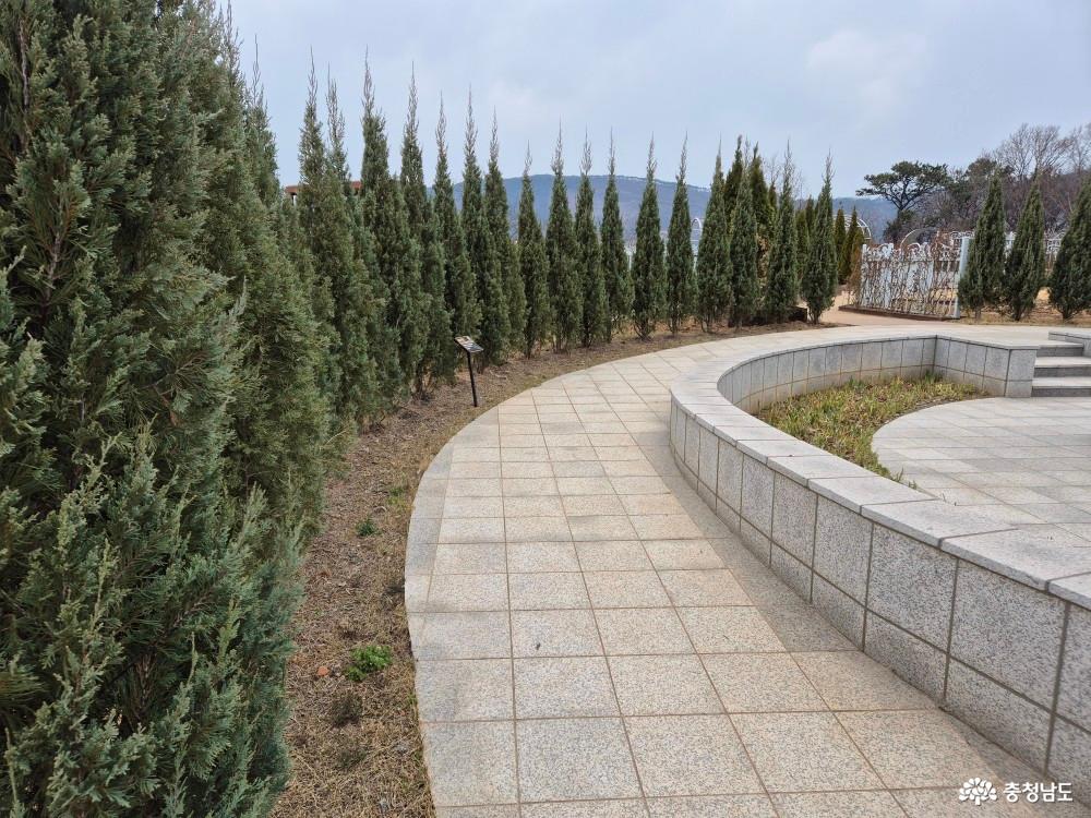 은청색의 블루엔젤이 심겨진 길