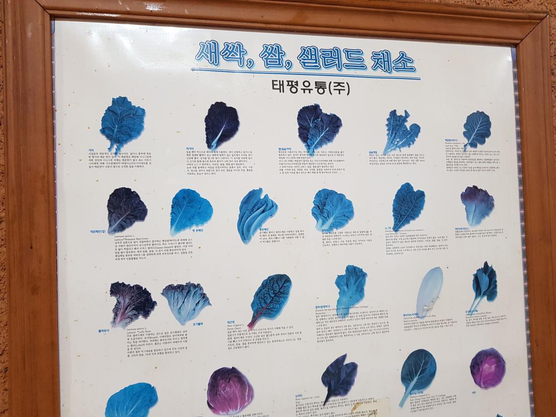 전통 전통