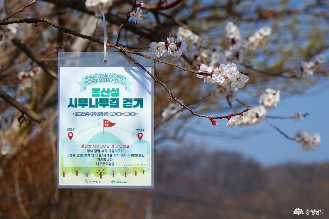몽산성 시무나무길 걷기