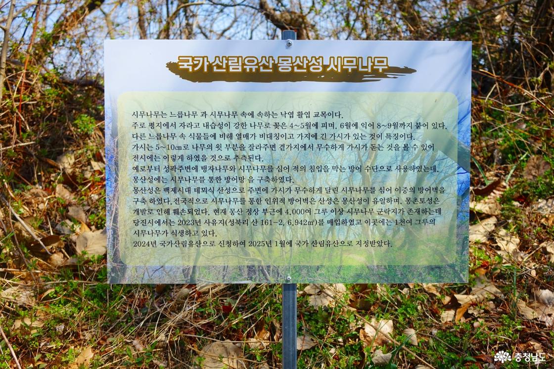 국가산림유산 몽산성 시무나무