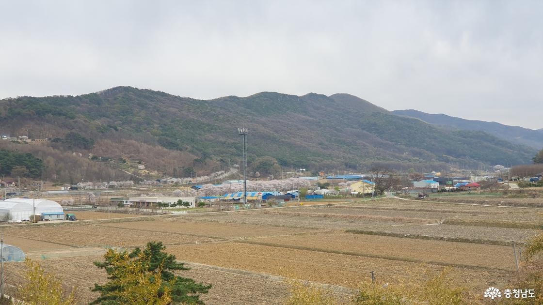 들판과 벚꽃길