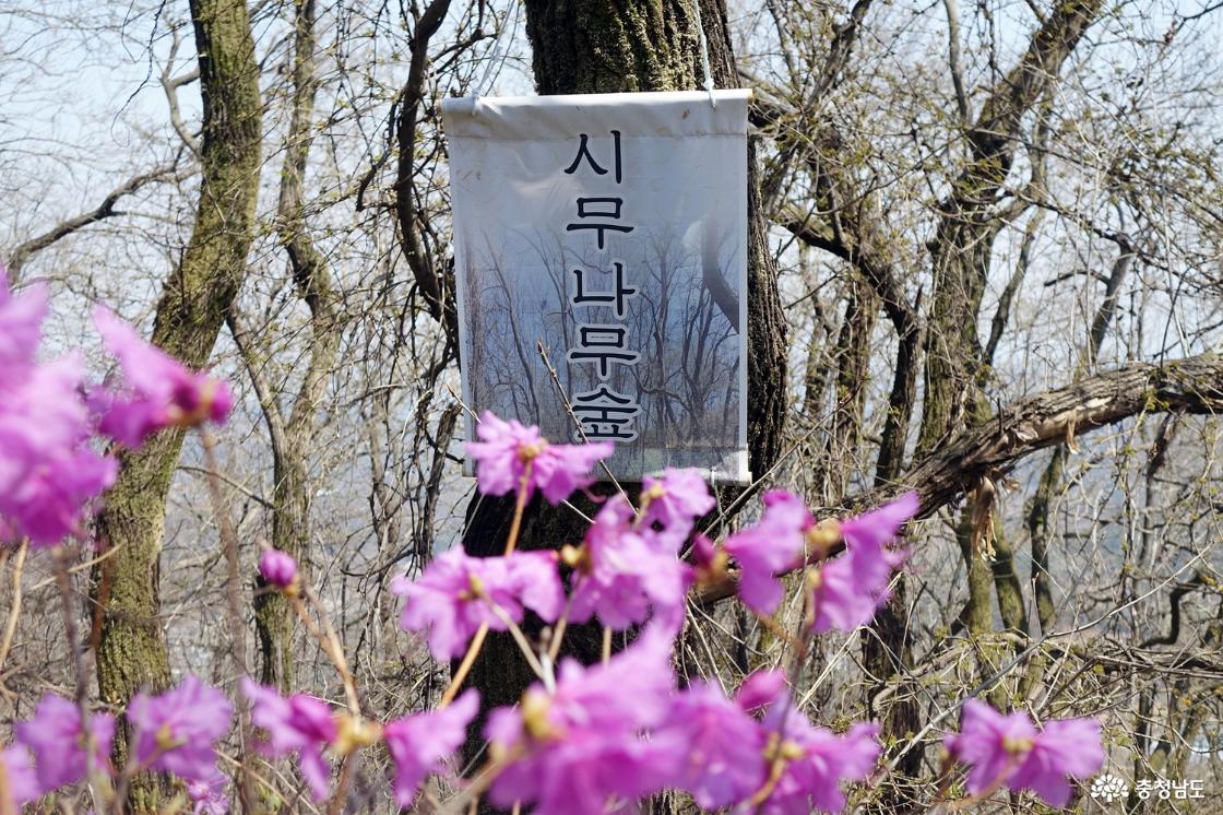 시무나무 숲