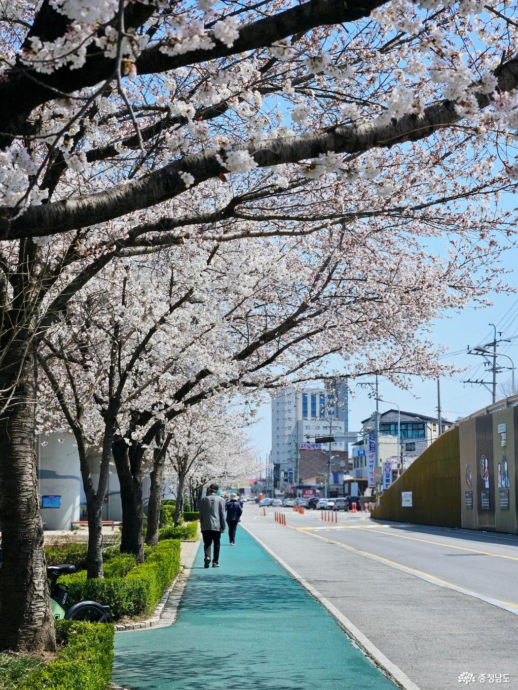 온양온천역 벚꽃