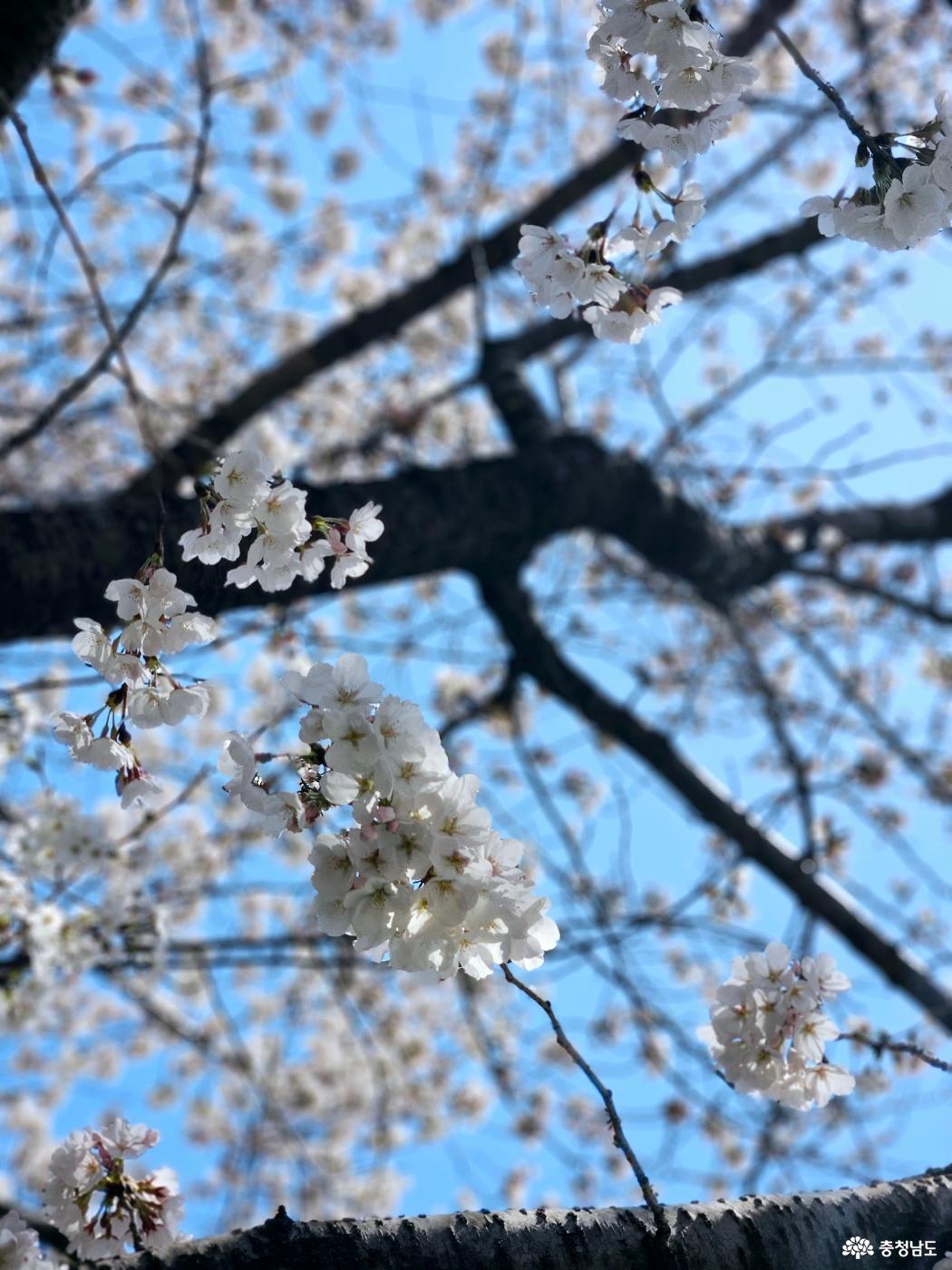 온양온천역 벚꽃3
