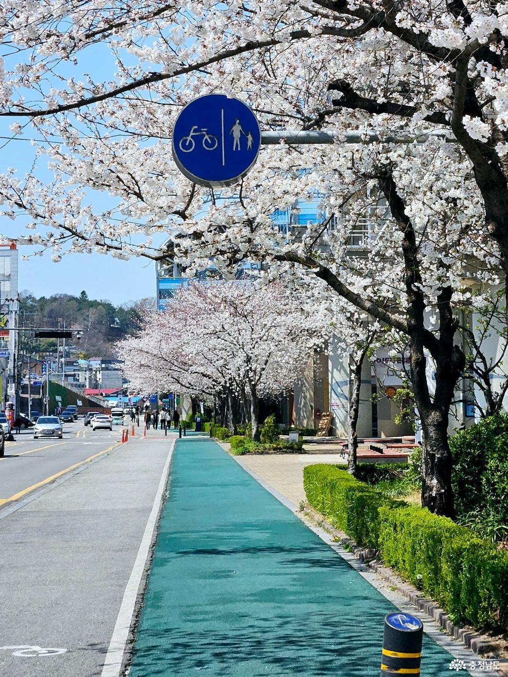 온양온천역 벚꽃4