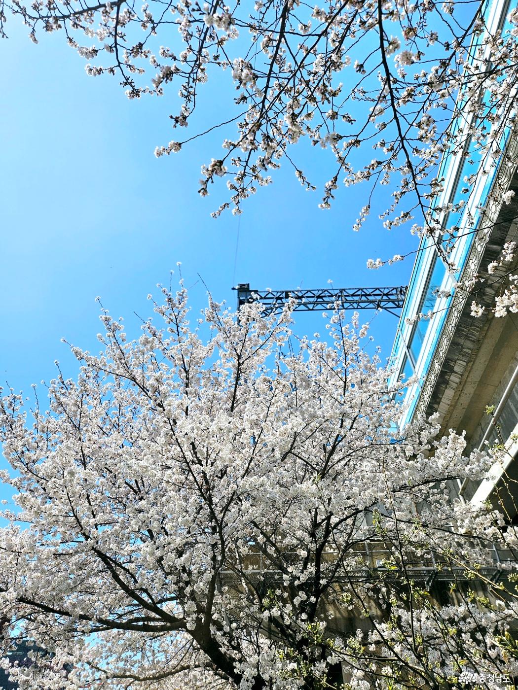 온양온천역 벚꽃5