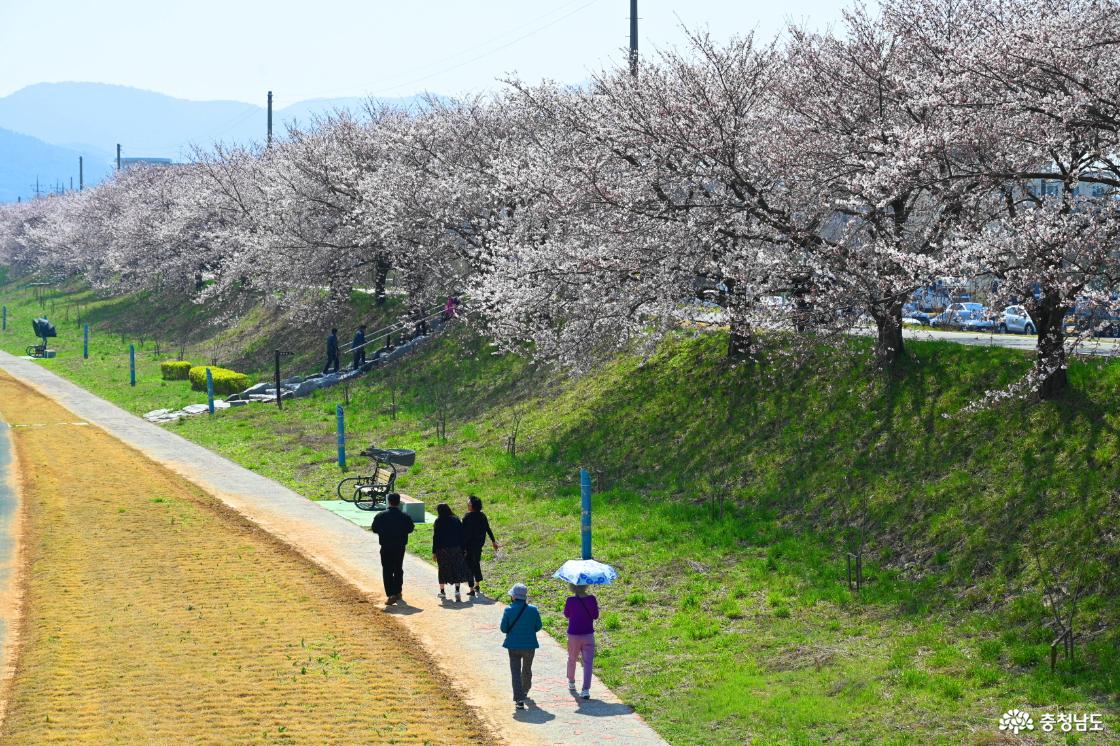 해미천변 벚꽃