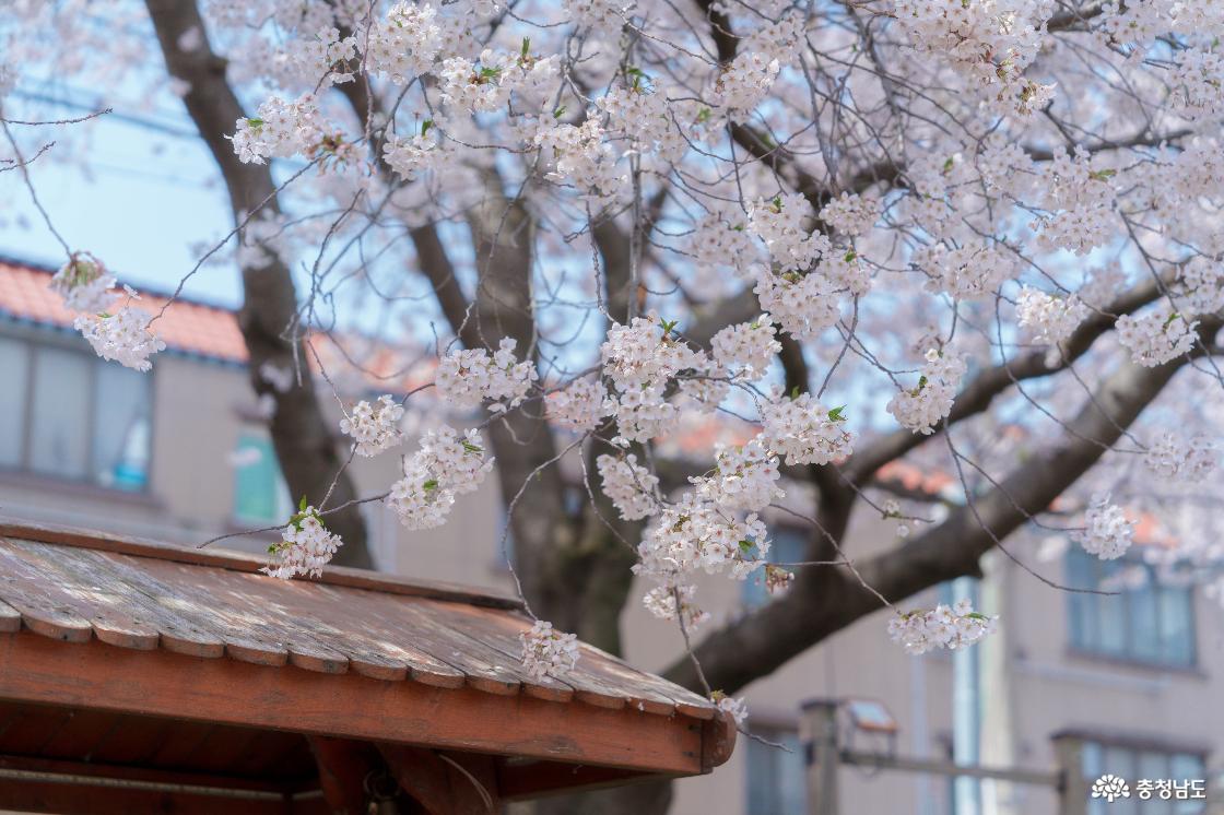 해미천
