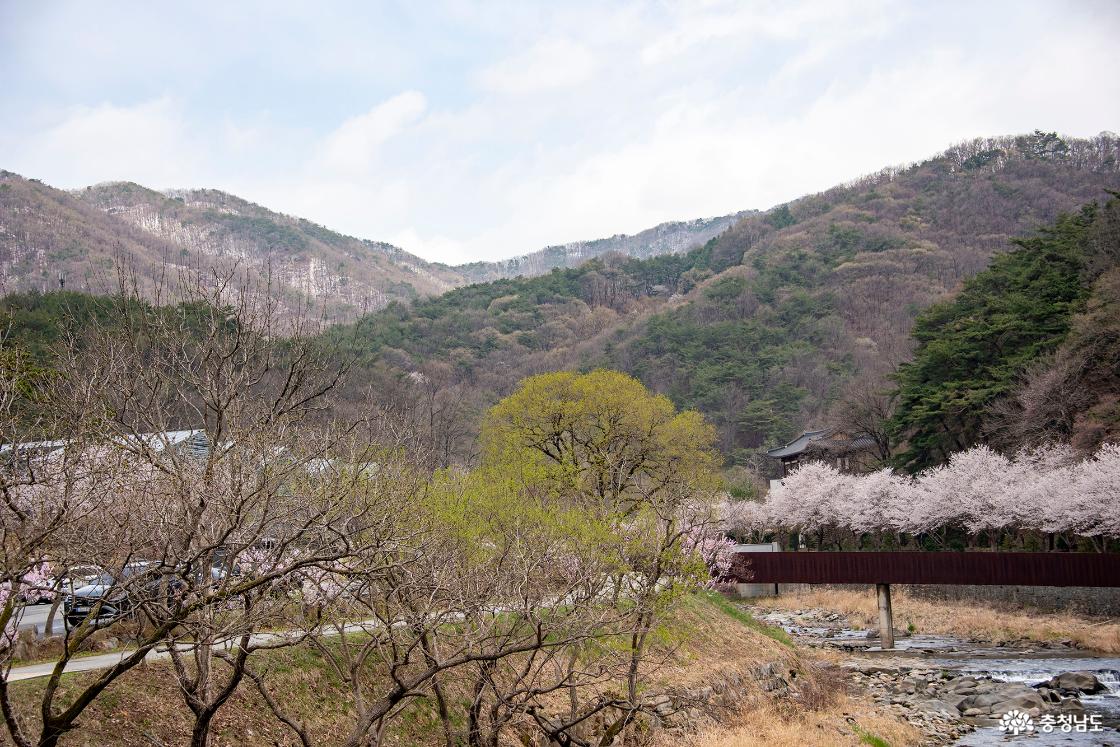 태화산 줄기에 쌓인 눈과 벚꽃의 조화