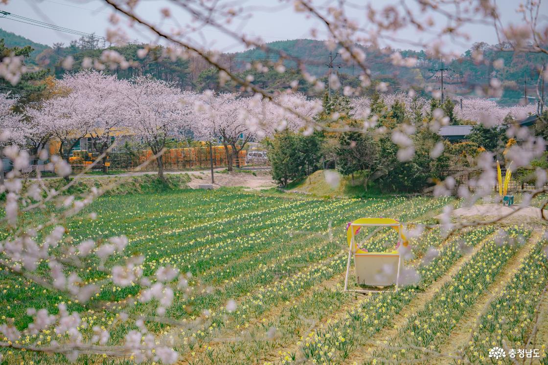 거북이마을 수선화 포토존