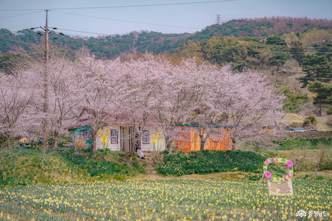 거북이마을 수선화 포토존