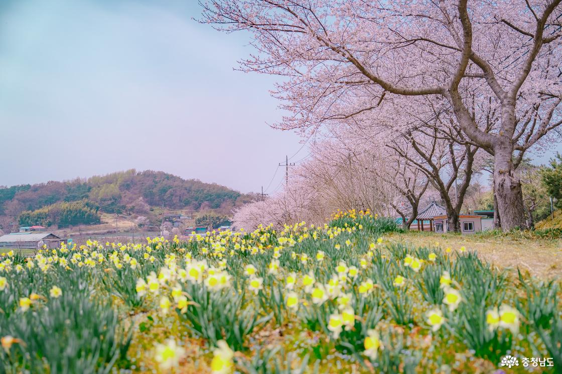 거북이마을 수선화와 벚꽃풍경