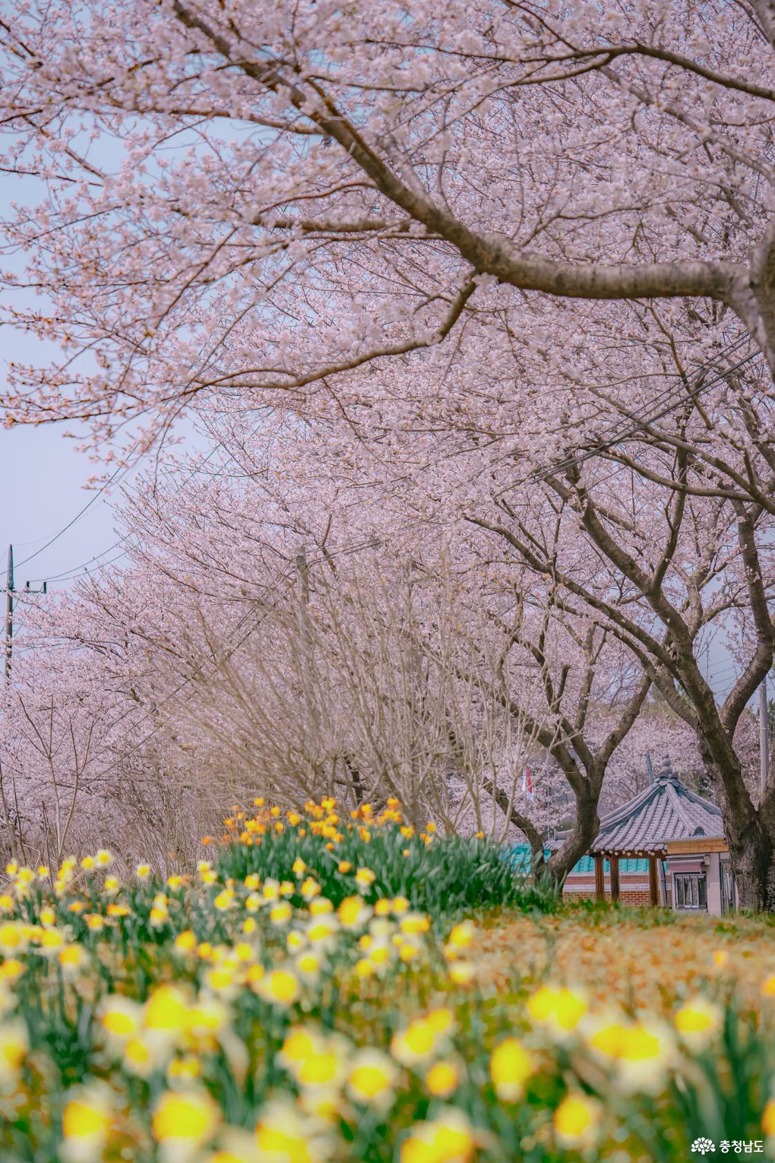 수선화와 벚꽃풍경