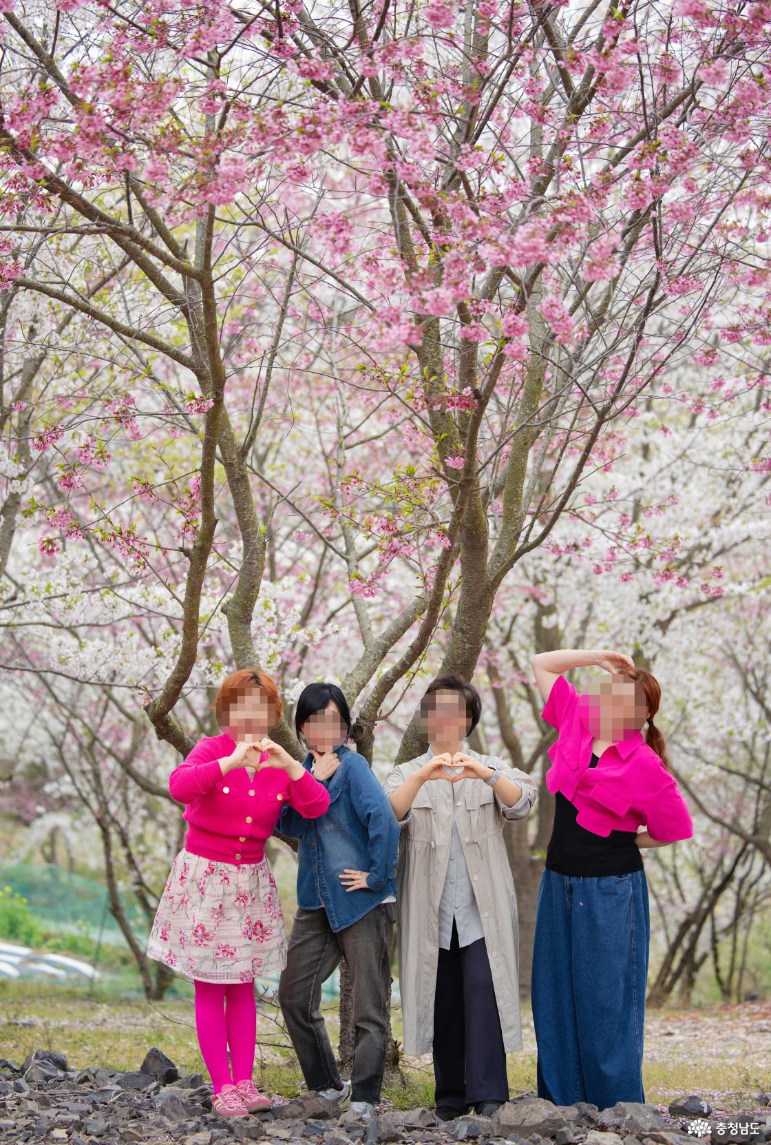 안면암의 봄꽃