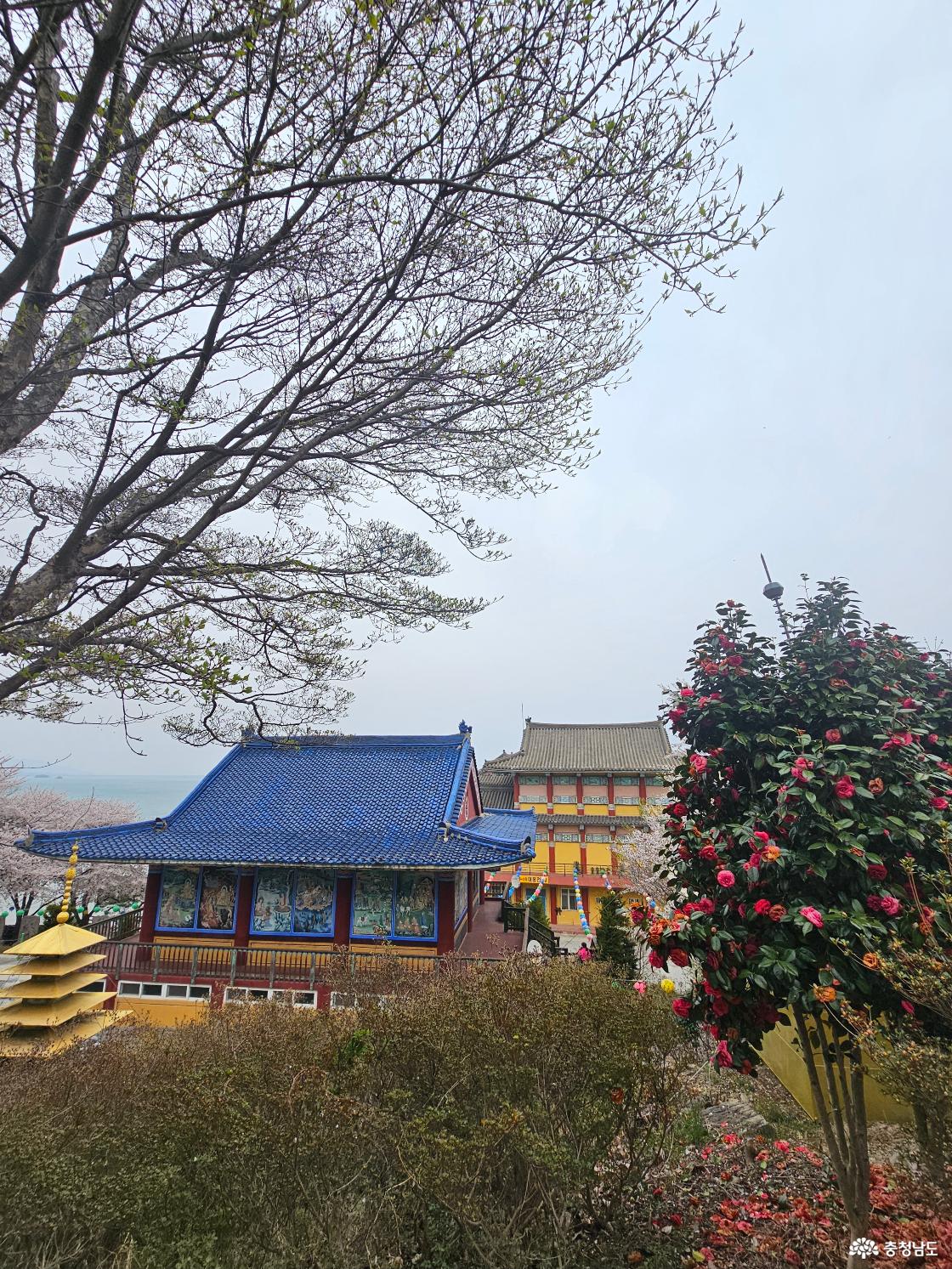 안면암의 봄꽃