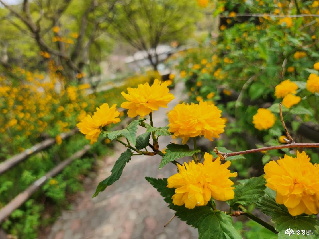 계룡산 국립공원 갑사, 황매화 축제, 금잔디고개 산행