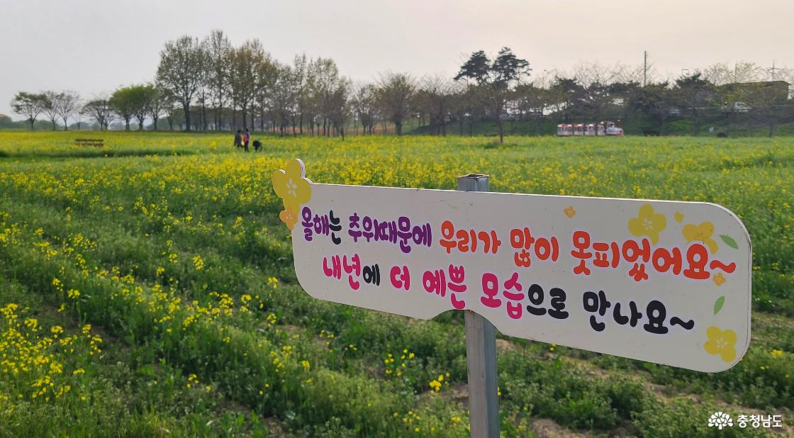 부여 세도 방울토마토 유채꽃축제 푯말