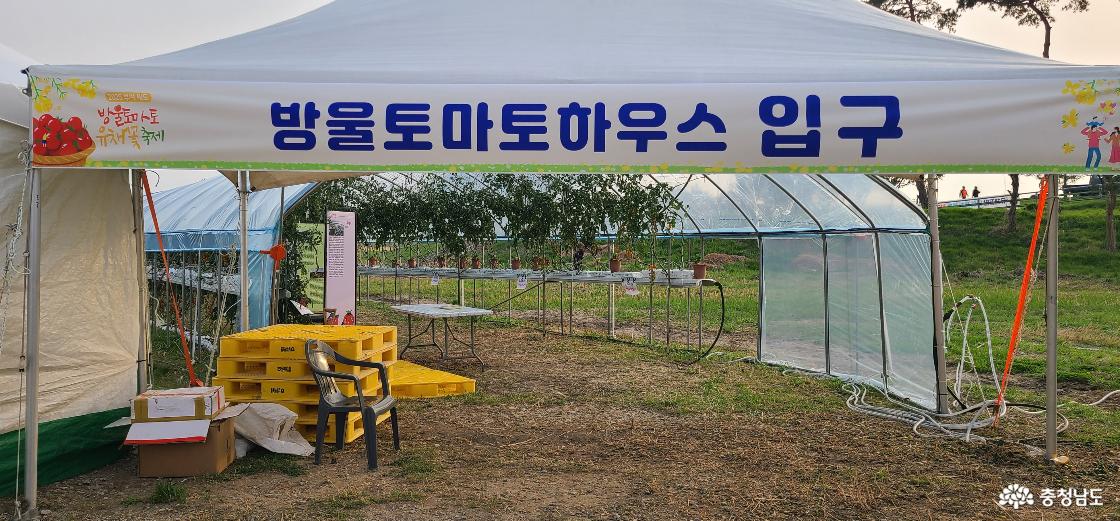부여 세도 방울토마토 유채꽃 축제 내 방울토마토 하우스 체험