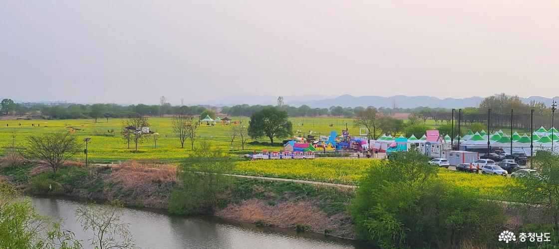 황산대교 위에서 바라본 부요 세도 방울토마토 유채꽃축제 현장이예요. 초록 도화지 위에 노란 크레파스로 색칠해 놓은 듯한 유채꽃밭이 펼쳐져 있어요.
