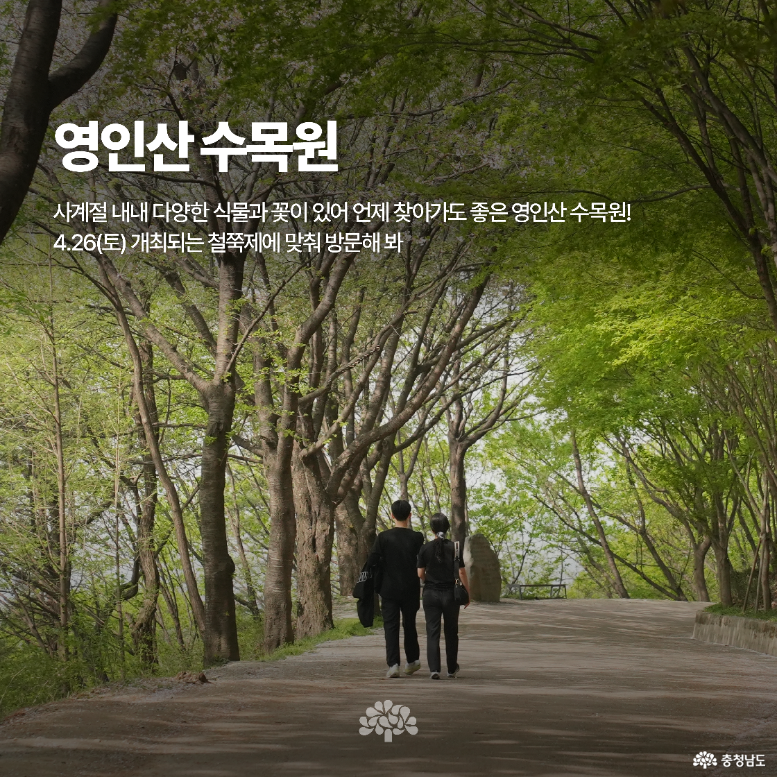 푸른 나무 아래로 이어진 산책길을 걷는 연인의 뒷모습이 담긴 이미지입니다. 영인산 수목원은 사계절 꽃과 식물이 가득하고 철쭉제가 열리는 명소입니다.
