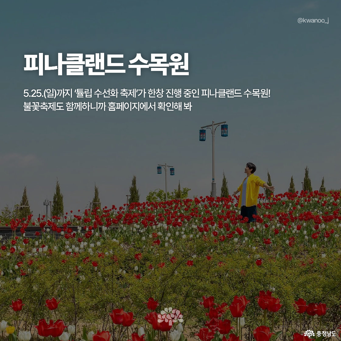 붉은 튤립이 가득한 들판에서 노란색 옷을 입은 남성이 팔을 벌리고 서 있습니다. 피나클랜드 수목원에서 열리는 수선화·튤립 축제를 소개하며, 불꽃축제도 함께 진행 중입니다.