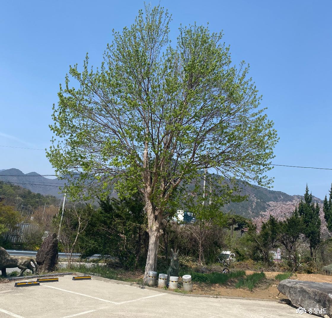 공주 계룡산 로컬푸드 2