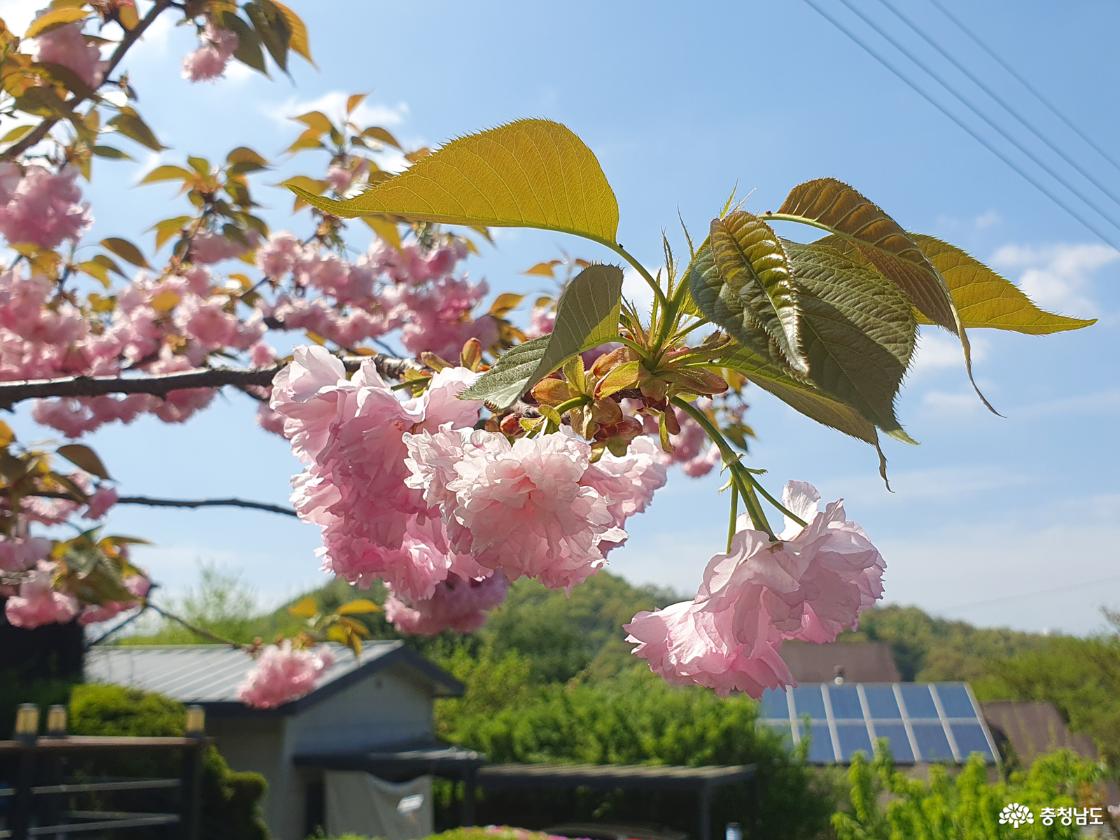 겹벚꽃