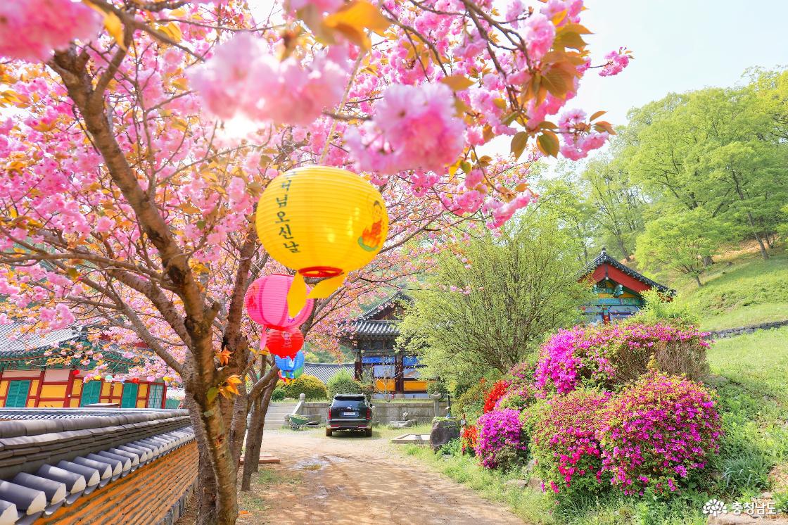 겹벚꽃 핀 광덕사