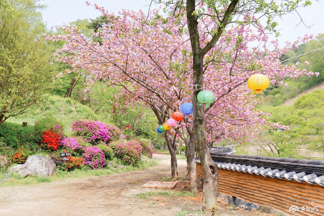 명부전 곁에 핀 분홍 겹벚꽃