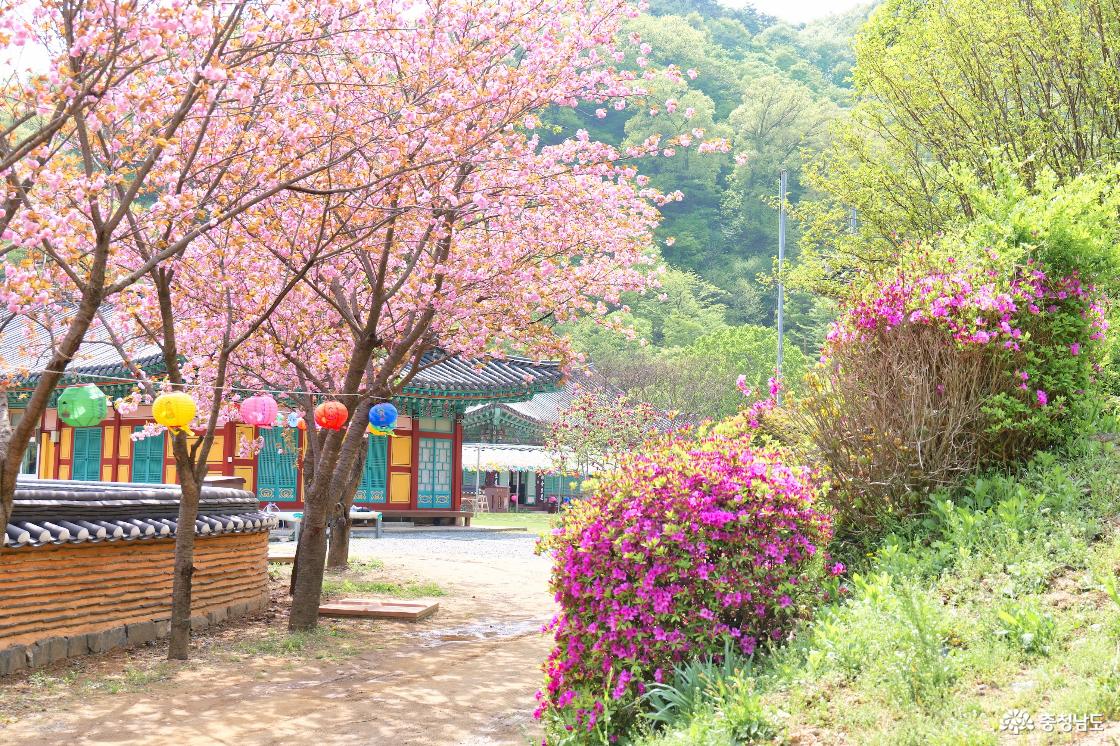 명부전 곁에 핀 분홍 겹벚꽃