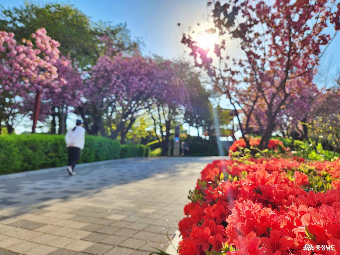 당진남산 산책하는 사람