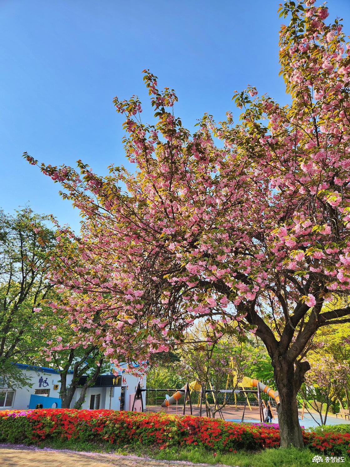 당진남산 겹벚꽃