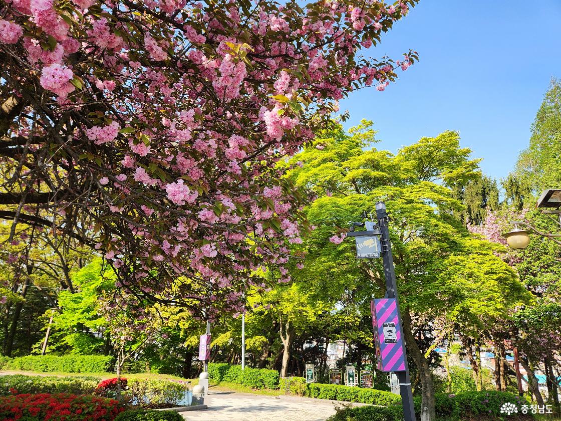 당진남산 겹벚꽃