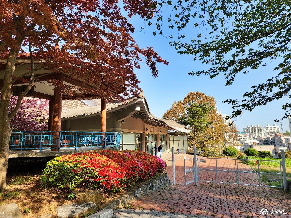 당진남산 겹벚꽃
