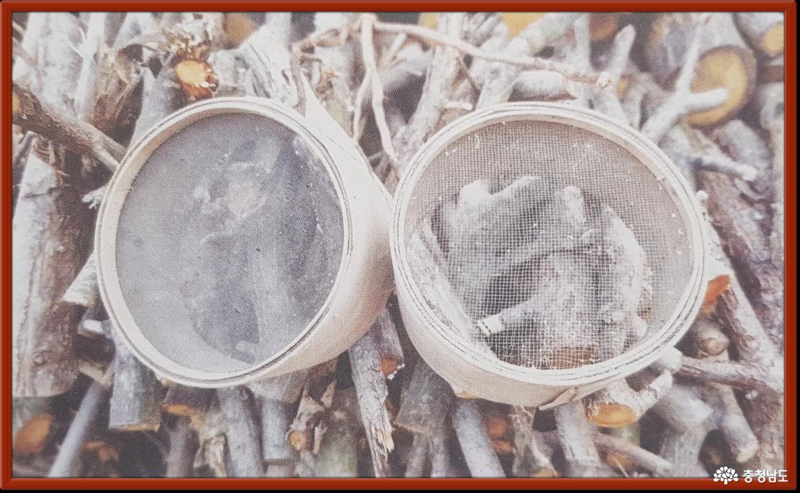 고운채(왼쪽)와 엉근채(오른쪽)