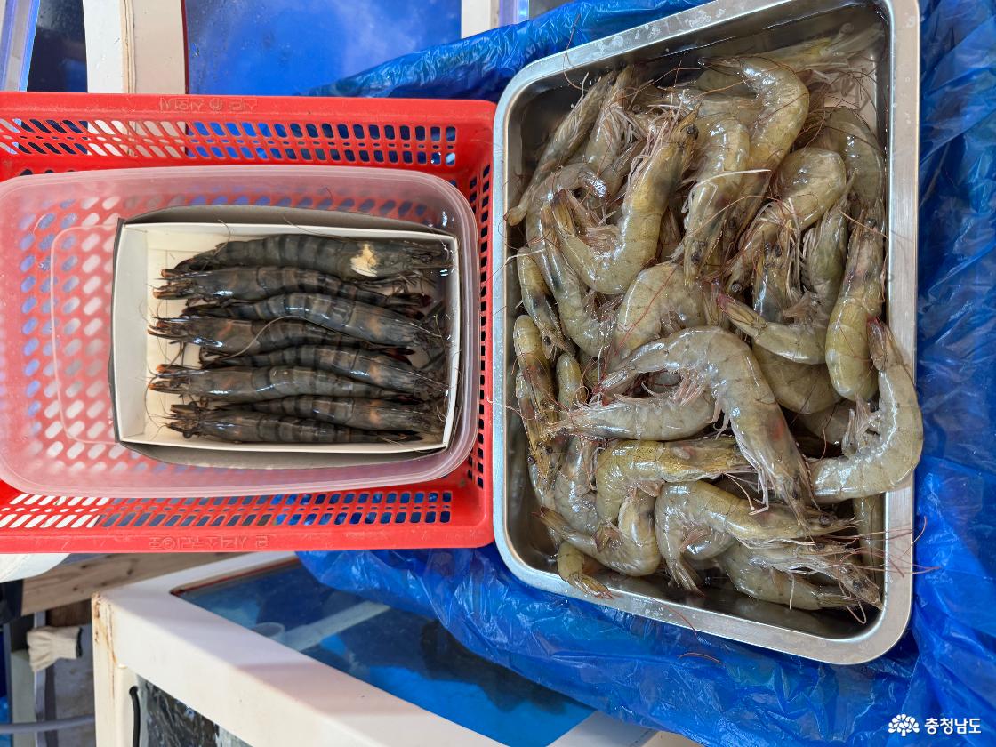 안면도수산시장에서 판매하고 있는 새우
